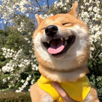 Dedi Kurniawan avatar